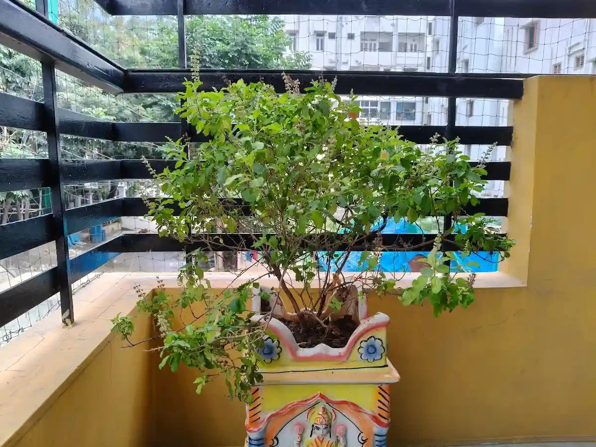 Albahaca (Tulsi) siempre verde: el método experto para que no se seque este Verano - image 1