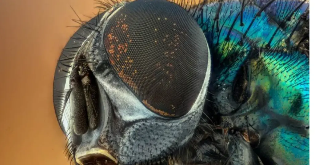 Alerta por moscas “come ojos”: la agresiva plaga de California que ya amenaza España