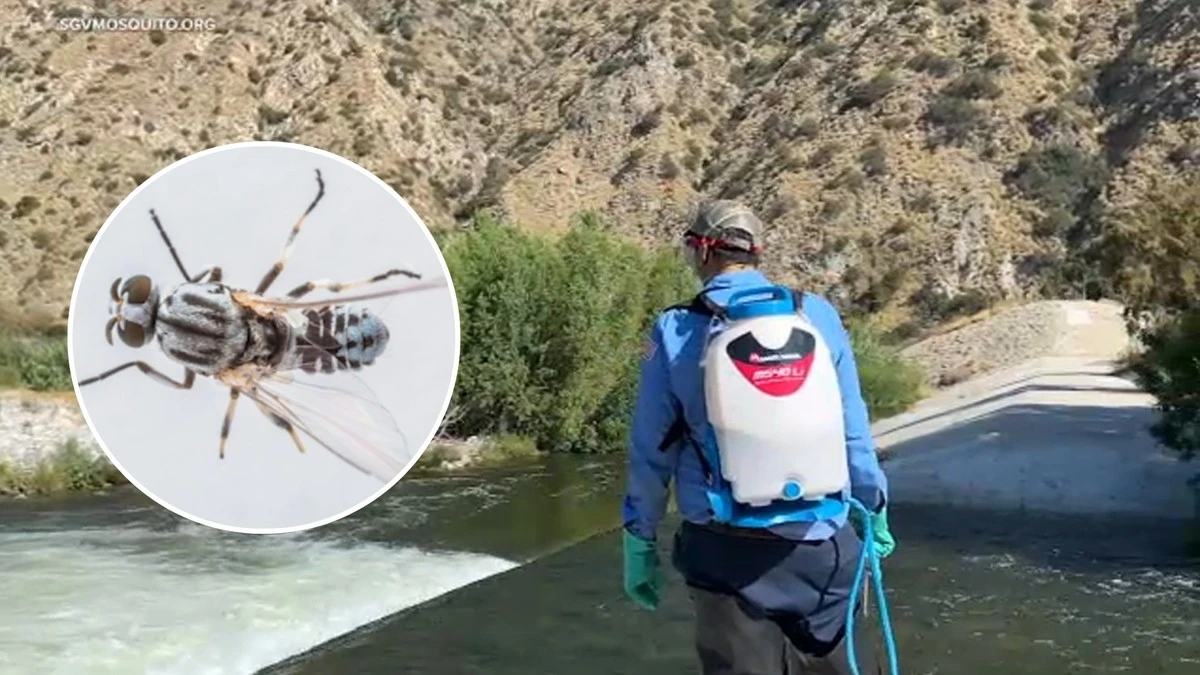 Alerta por moscas “come ojos”: la agresiva plaga de California que ya amenaza España - image 1