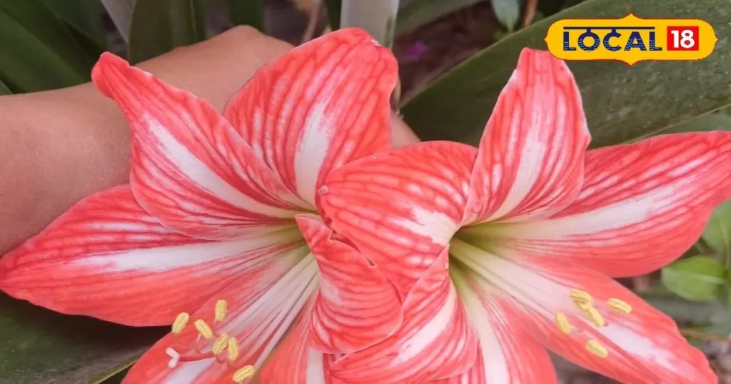 Amaryllis y Lirio: el truco de marzo para flores gigantes en Pascua
