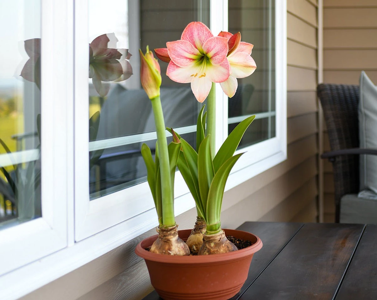 Amaryllis y Lirio en marzo: el truco para una floración explosiva este verano - image 1