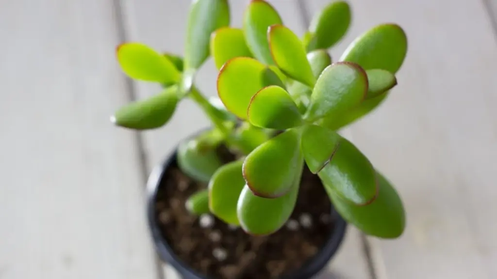 Árbol de jade: el truco de 15 minutos para que explote de vida este verano