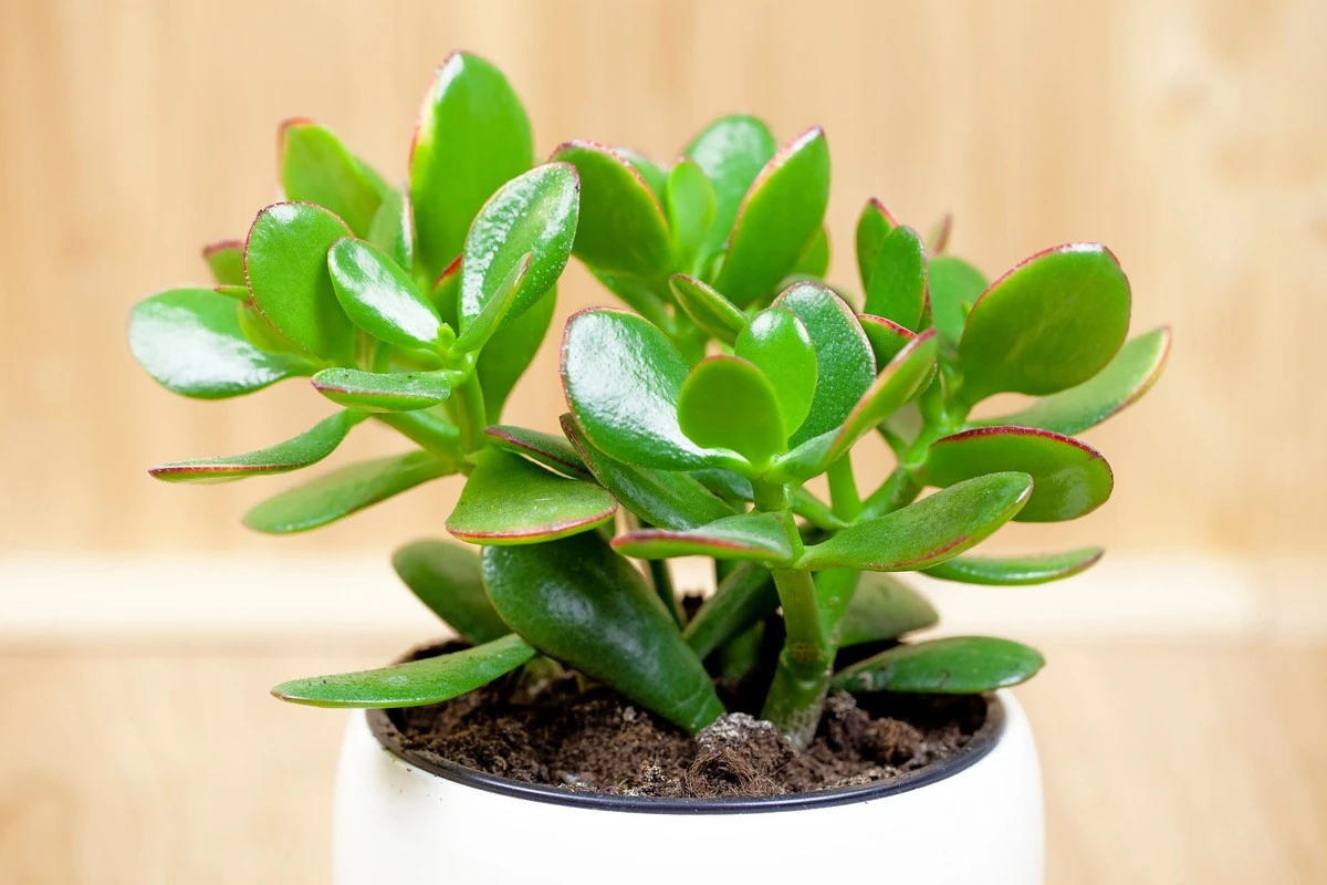 Árbol de jade: pon 2 cucharadas de azúcar para nutrir el microbioma y sus hojas - image 1