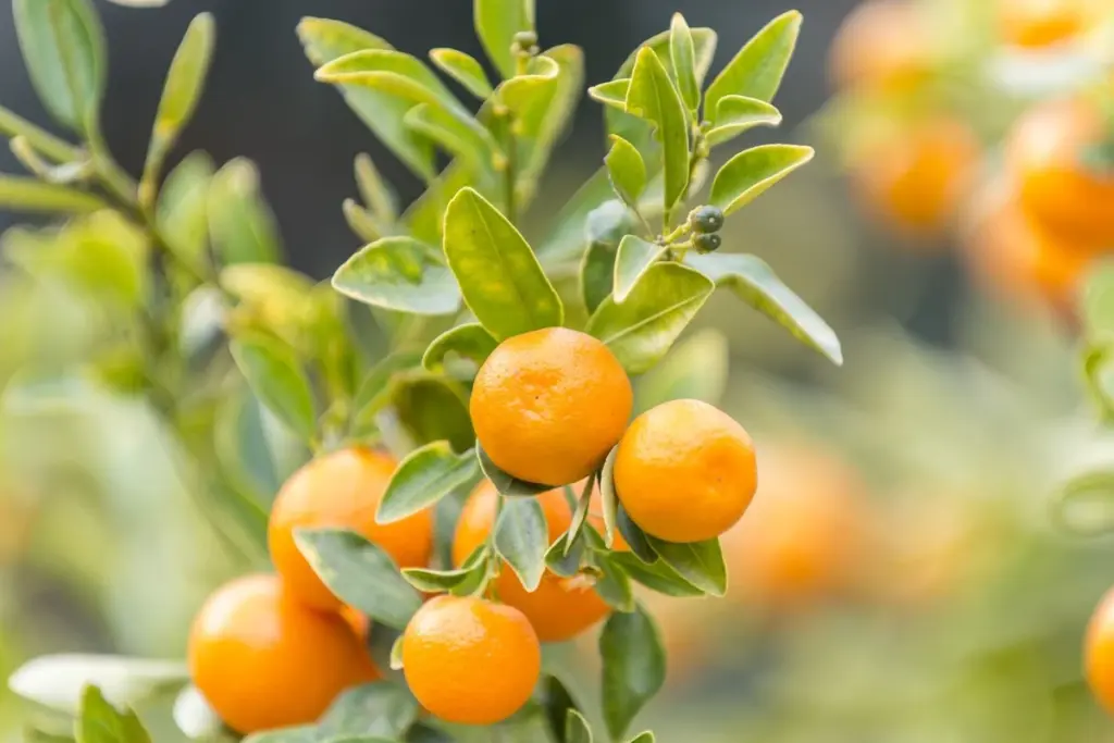Árboles frutales de crecimiento exprés: el truco para cosechar higo en tiempo récord