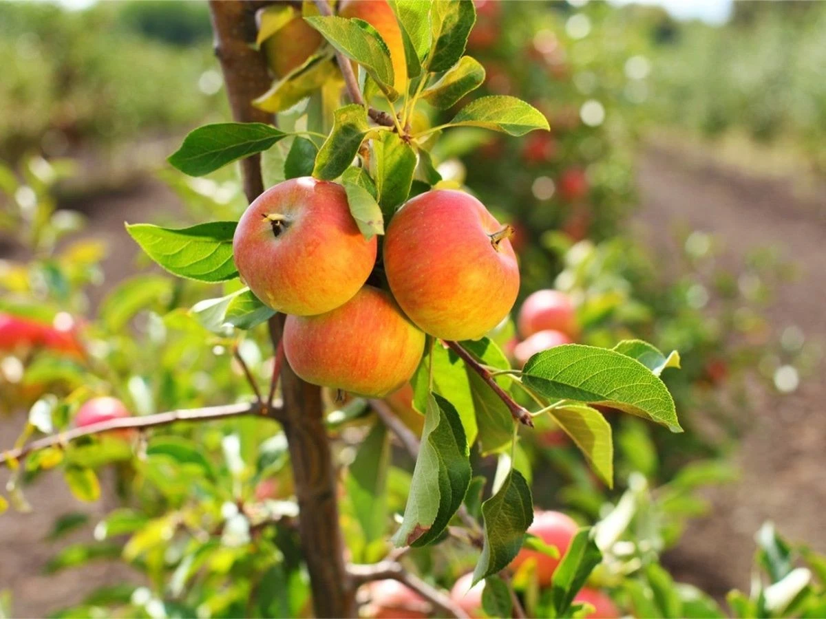 Árboles frutales de crecimiento exprés: el truco para cosechar higo en tiempo récord - image 1