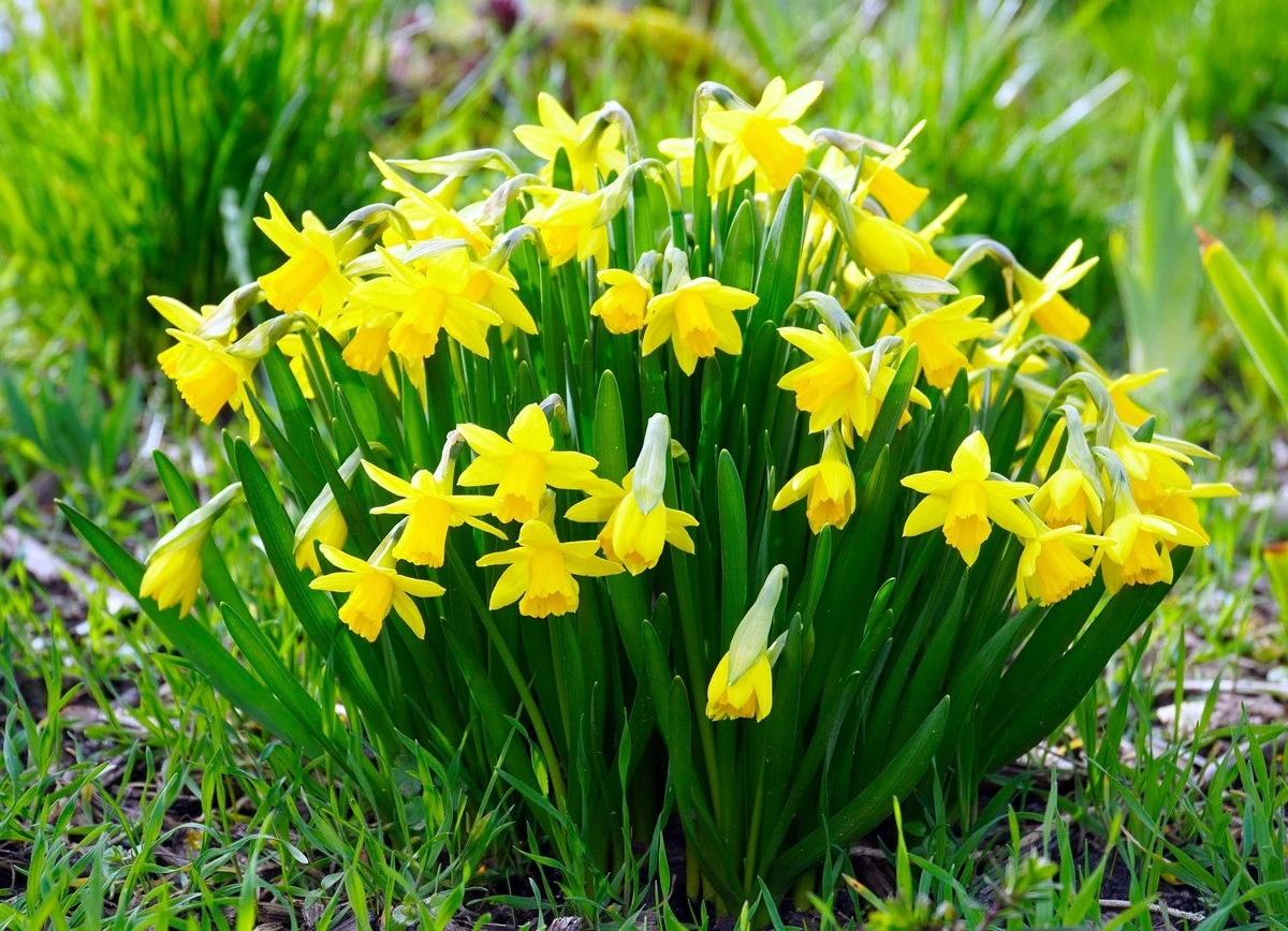 Athelhampton House & Gardens y Minterne: 2 rutas para ver narcisos milenarios - image 1
