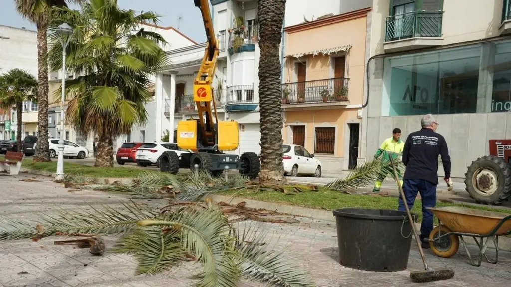 Avenida del Pilar (Don Benito): El secreto del Ayuntamiento para salvar palmeras