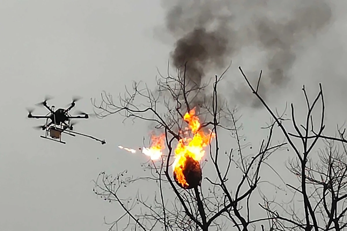 Avispón asiático (Vespa velutina): drones térmicos frenan la plaga de Château-Gontier-sur-Mayenne - image 1