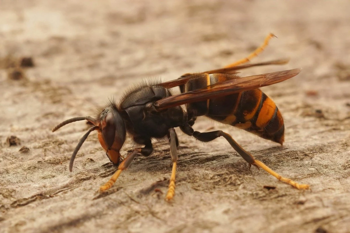Avispón asiático (Vespa velutina): trampa de vino y cerveza según Flandes - image 1