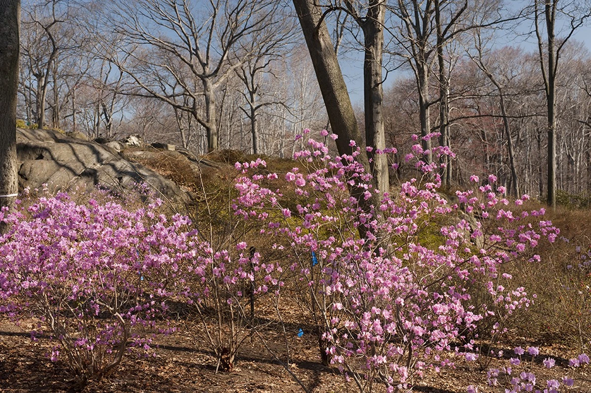 Azalea: use vinagre y poda sanitaria en febrero para evitar la clorosis - image 1