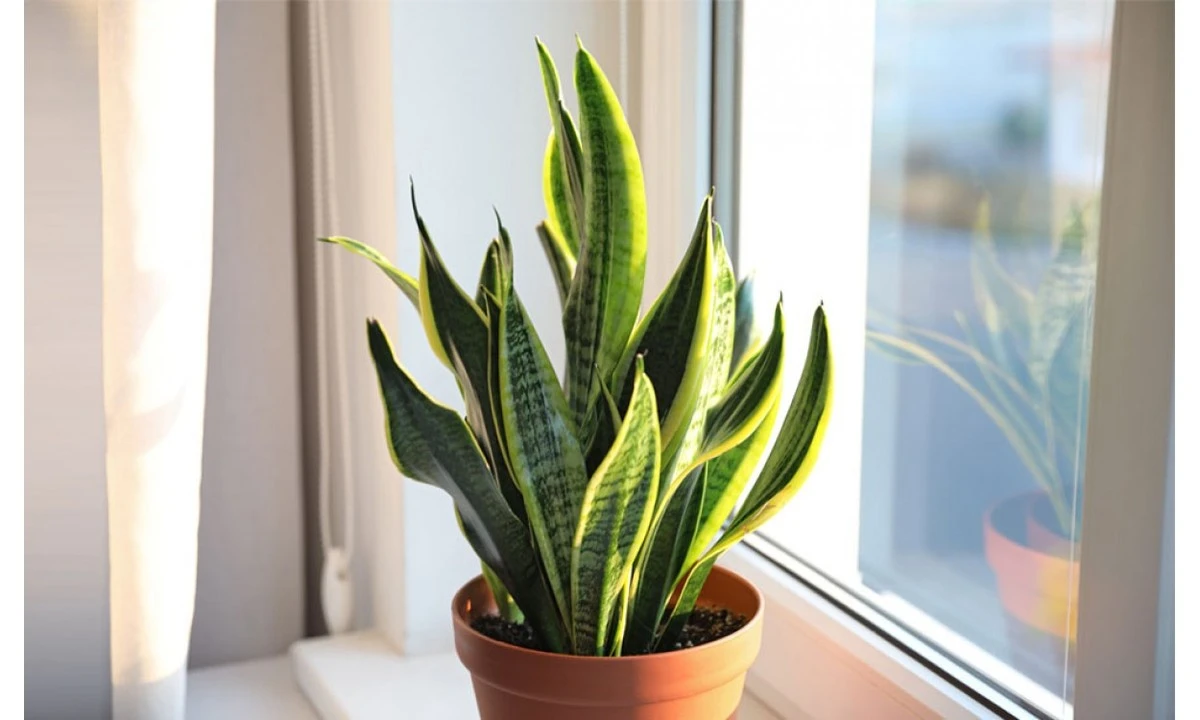 Azúcar en la espada de San Jorge: ¿mito viral o truco real para la planta? - image 1
