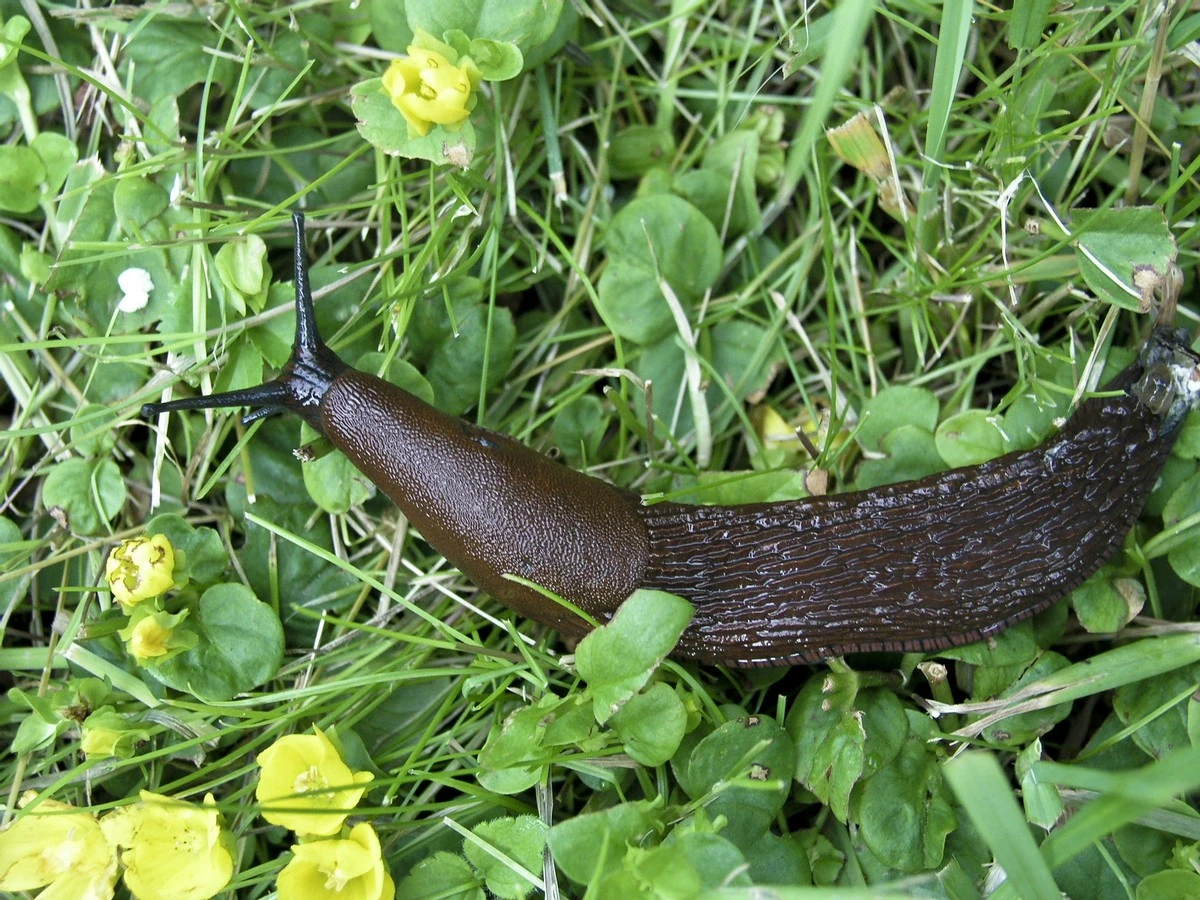 Babosa española en el jardín: el truco de Haveselskabet para frenar la plaga - image 1