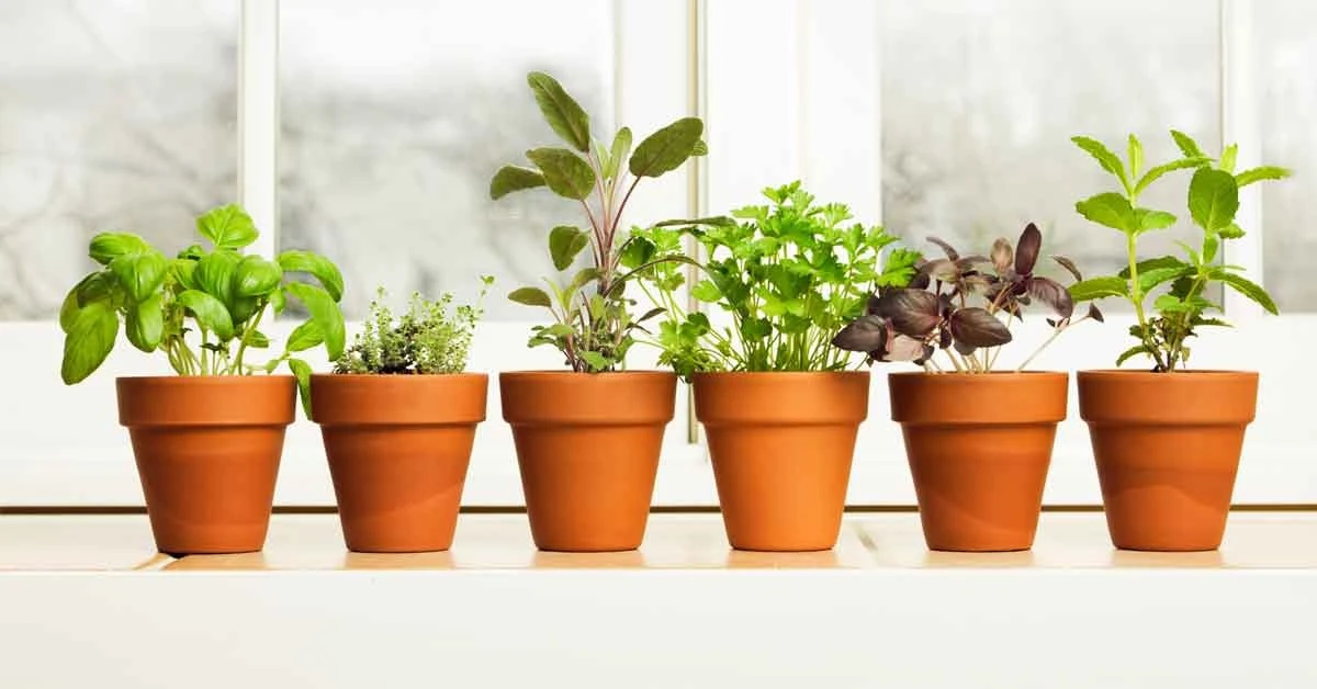 Barro vs. plástico: por qué tus plantas 'eligen' respirar mucho mejor en uno - image 1