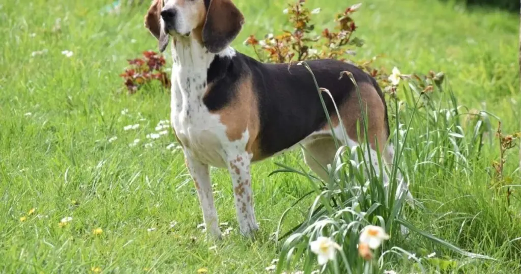 Beagle Harrier: el sabueso que cautiva con su olfato y temperamento audaz