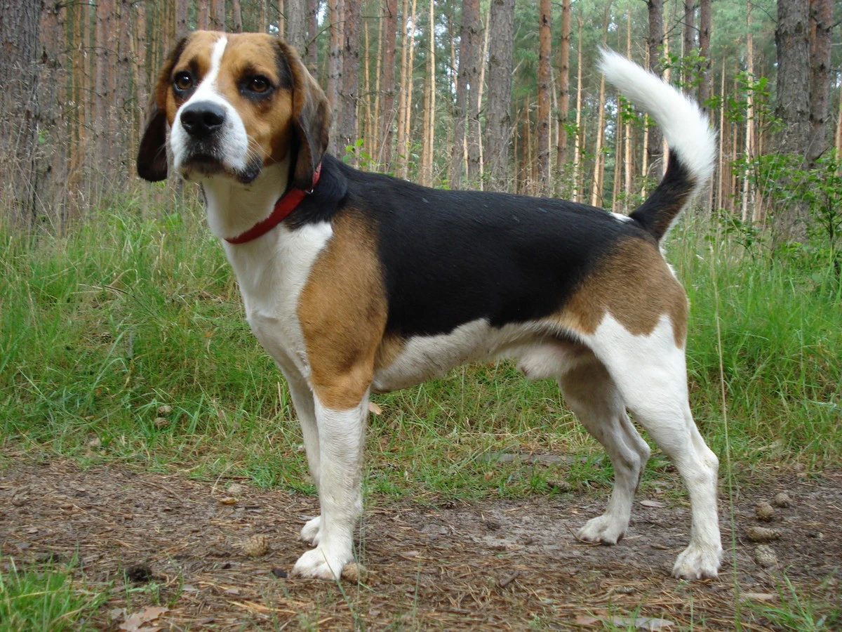 Beagle Harrier: el sabueso que cautiva con su olfato y temperamento audaz - image 1