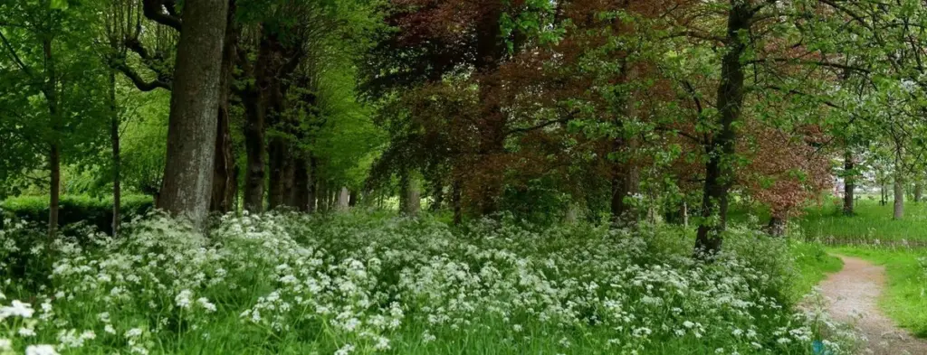 Biodiversidad en Martenastate: FLORON protege 374 especies frente al estrés térmico
