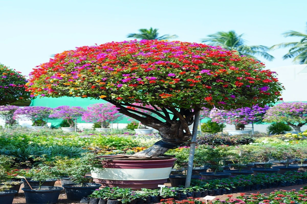 Bougainvillea de 3 colores: el truco de Chundu Jamsin para tu jardín - image 1