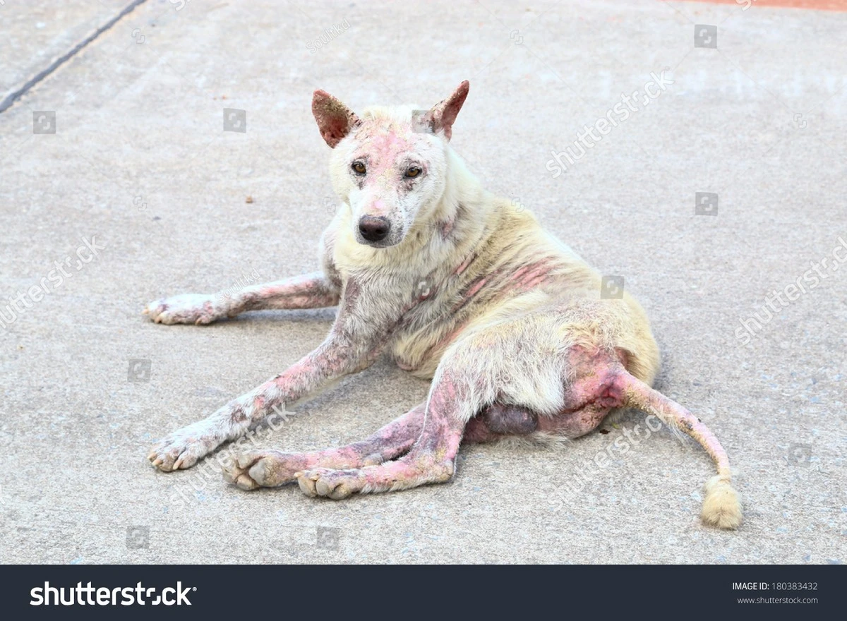 Brote en Suryapet: la Rabia y sarna canina amenazan la salud pública humana - image 1