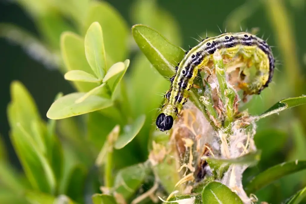 Buxus sempervirens a salvo: el truco para frenar la Cydalima perspectalis