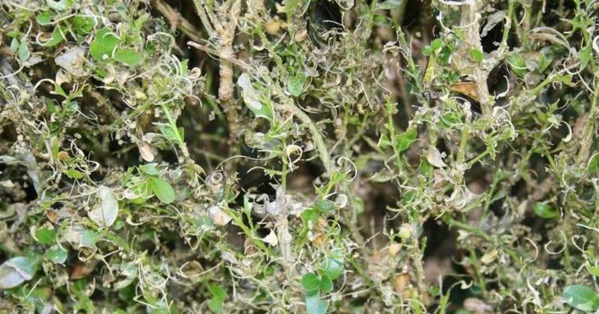 Buxus sempervirens a salvo: el truco para frenar la Cydalima perspectalis - image 1