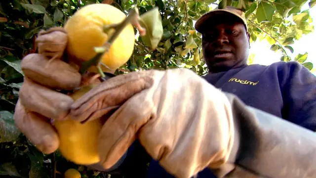 Un trabajador migrante documentado recogiendo limones