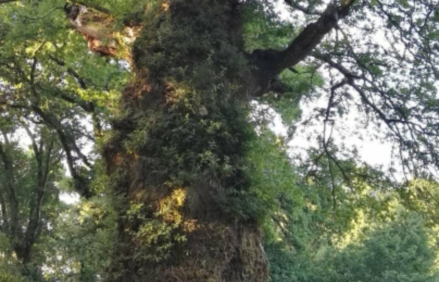 Foto: Uno de los árboles más antiguos del mundo está en España. (Turismo de la Ribeira Sacra)