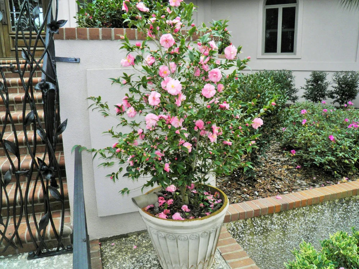 Camellia japonica: el secreto de Asia oriental para un balcón florido en invierno - image 1