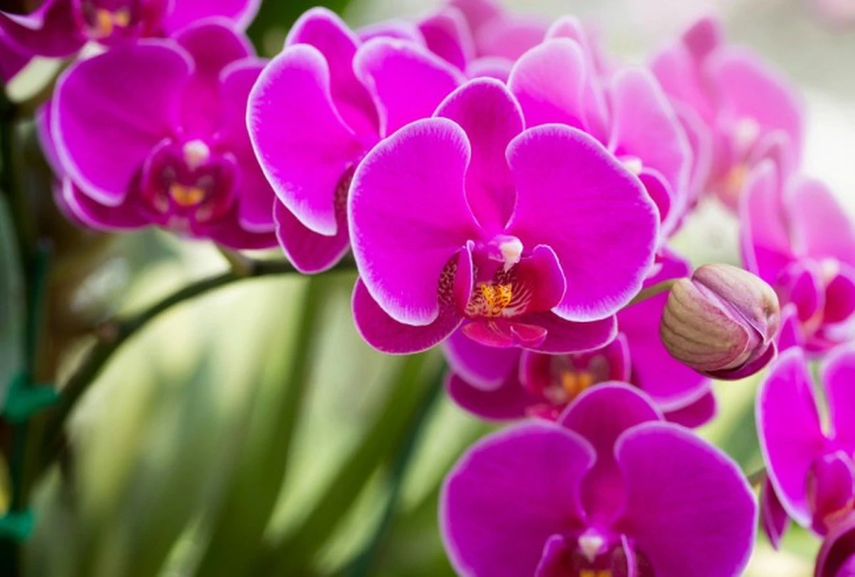 Canela: el ingrediente secreto para que tus orquídeas vuelvan a florecer - image 1