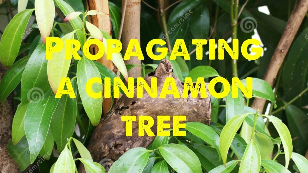 Canela en polvo: el secreto para sanar cortes de ramas y decir adiós a los hongos - image 1