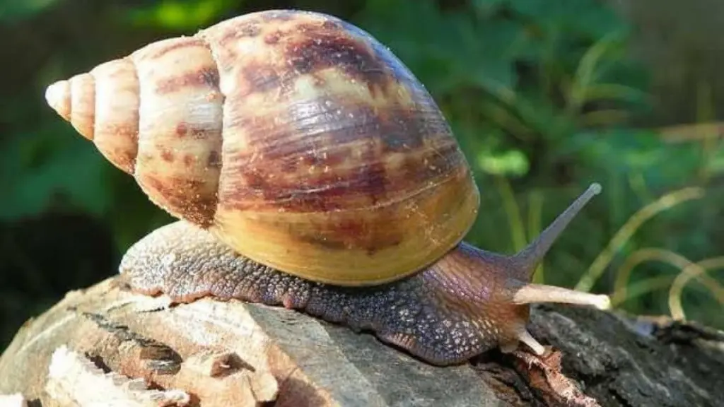Caracol gigante africano (Achatina fulica): por qué no debes tocarlo ni usar sal