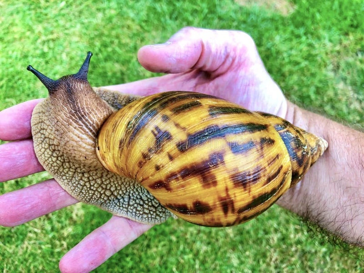 Caracol gigante africano (Achatina fulica): por qué no debes tocarlo ni usar sal - image 1