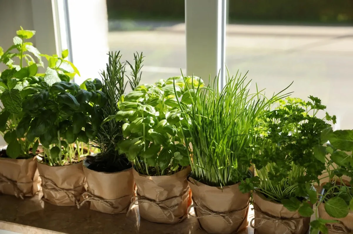 casas francesas: el secreto para una cocina sin olores a grasa está en estas plantas - image 1