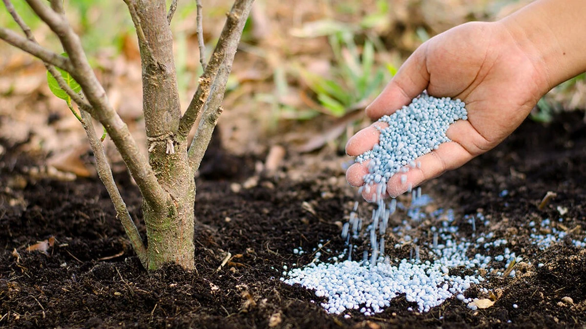 Cascaras de naranja trituradas: el secreto que dejó boquiabiertos a los expertos en plantas - image 1