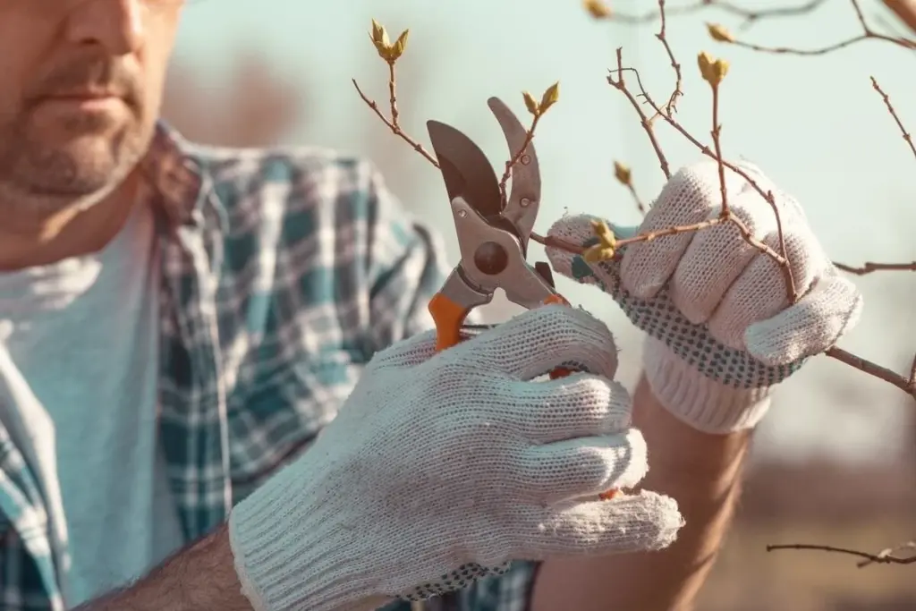 Cerezo con más frutos: el truco de poda esta primavera para una cosecha récord