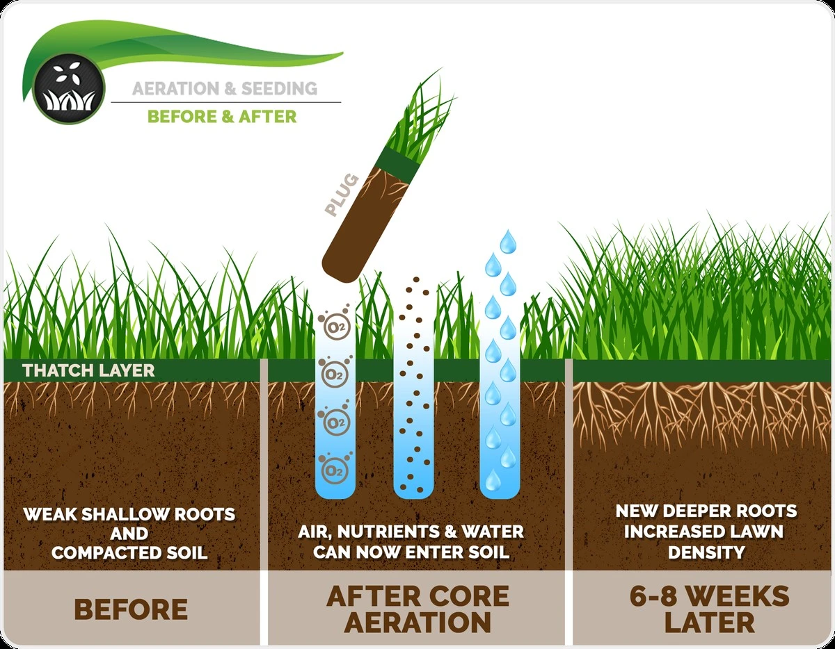 Césped amarillento: el secreto de la aeración de césped para ahorrar 25% de agua - image 1