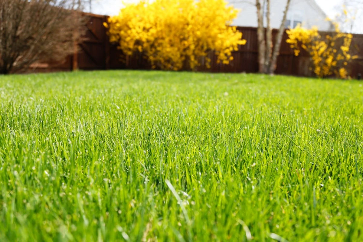 Césped amarillento en Primavera: el truco de BBC Gardeners' World Magazine para tu jardín - image 1