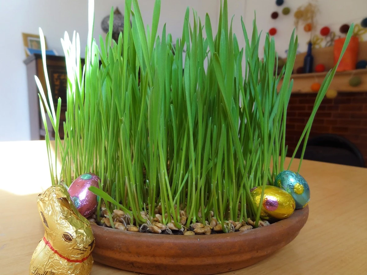 Césped de Pascua en 10 días: el truco infalible para inundar tu casa de primavera - image 1