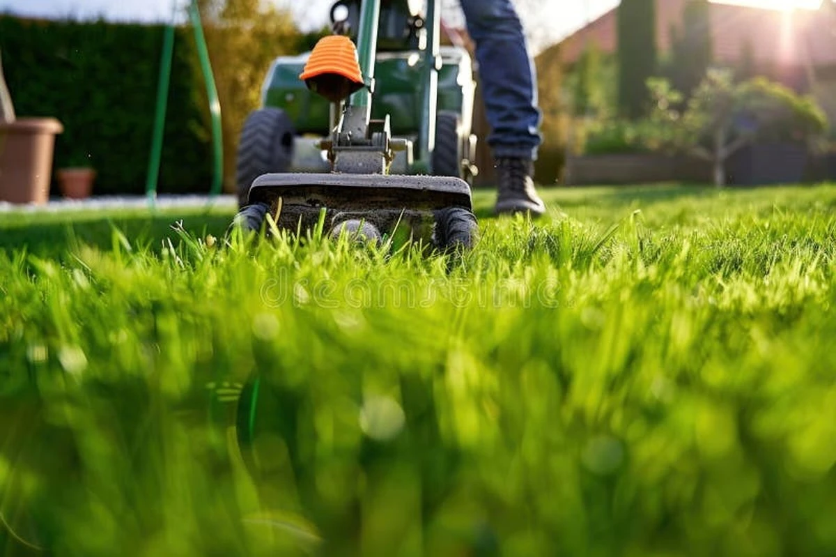 Césped en marzo: por qué no debes cortarlo aún si quieres salvar tu jardín - image 1