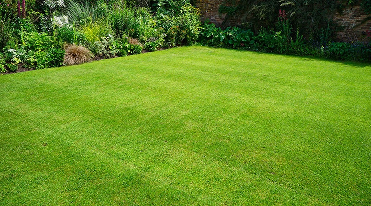 Césped siempre verde: el truco de corte para un pasto denso en 2026 - image 1