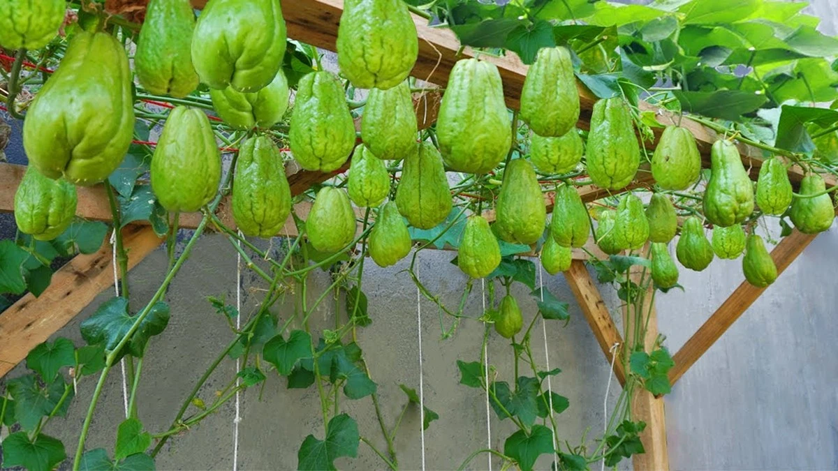 Chayote de América Central: el secreto de los Mayas para una cosecha récord - image 1