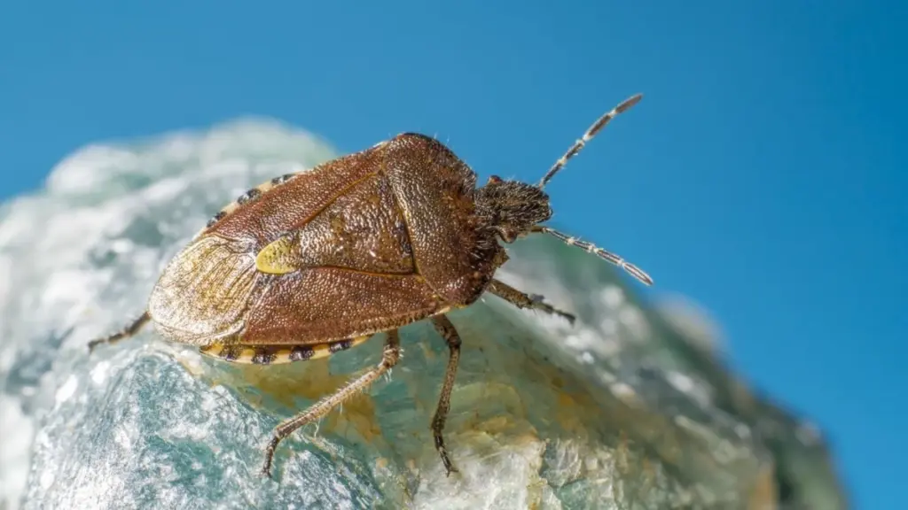 Chinches (Cimex lectularius): evita este error fatal con el Agua al limpiar