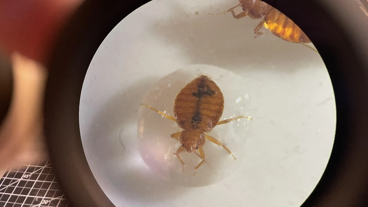 Chinches (Cimex lectularius): evita este error fatal con el Agua al limpiar - image 1