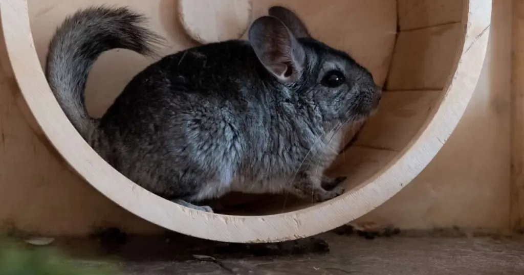 Chinchillas: 10 secretos de estos roedores que te sorprenderán