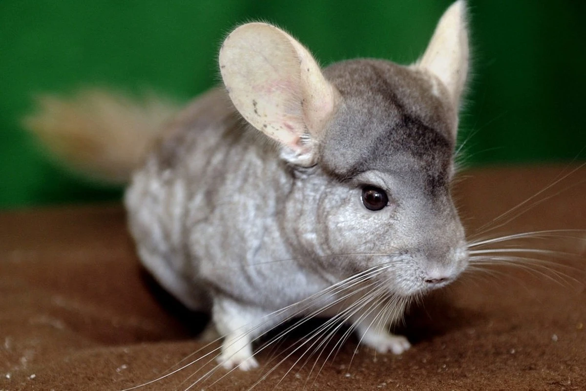 Chinchillas: 10 secretos de estos roedores que te sorprenderán - image 1