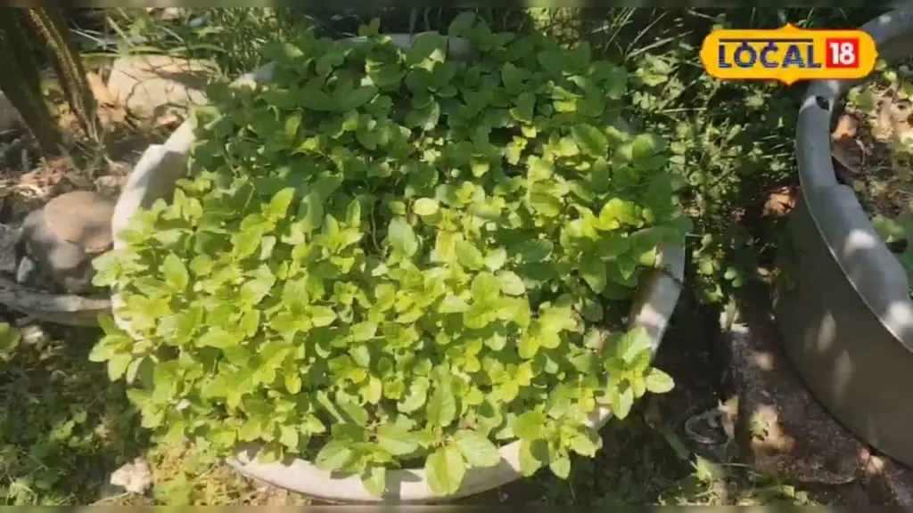 Cilantro y Menta siempre frescos: el truco del corcho contra el calor