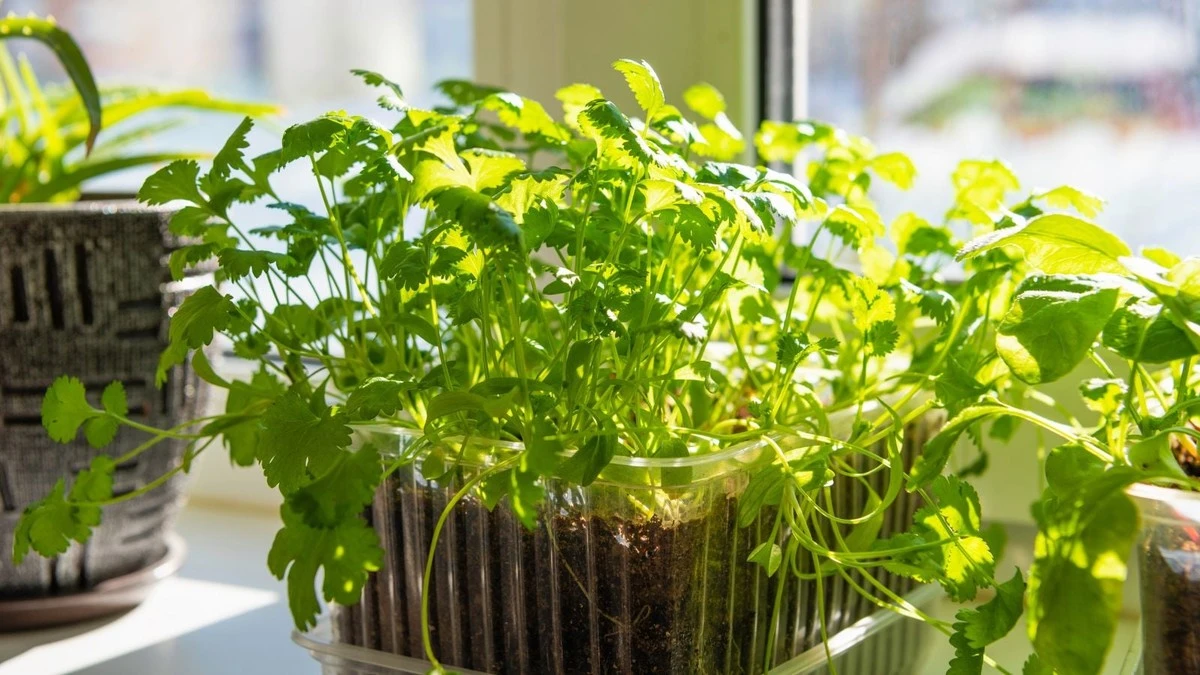 Cilantro y Menta siempre frescos: el truco del corcho contra el calor - image 1