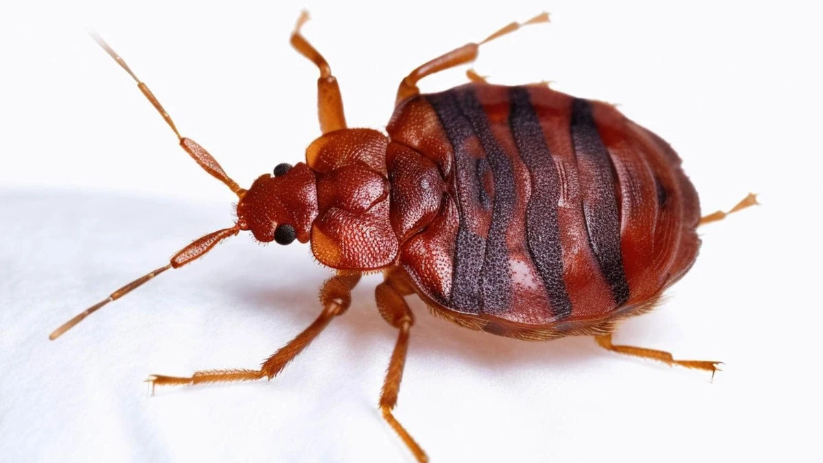 Cimex lectularius y el Agua: el inesperado punto débil para eliminarlas - image 1