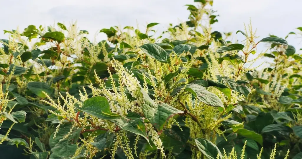 Cimientos en peligro por la Fallopia japonica: la lección de Ontario llega a España