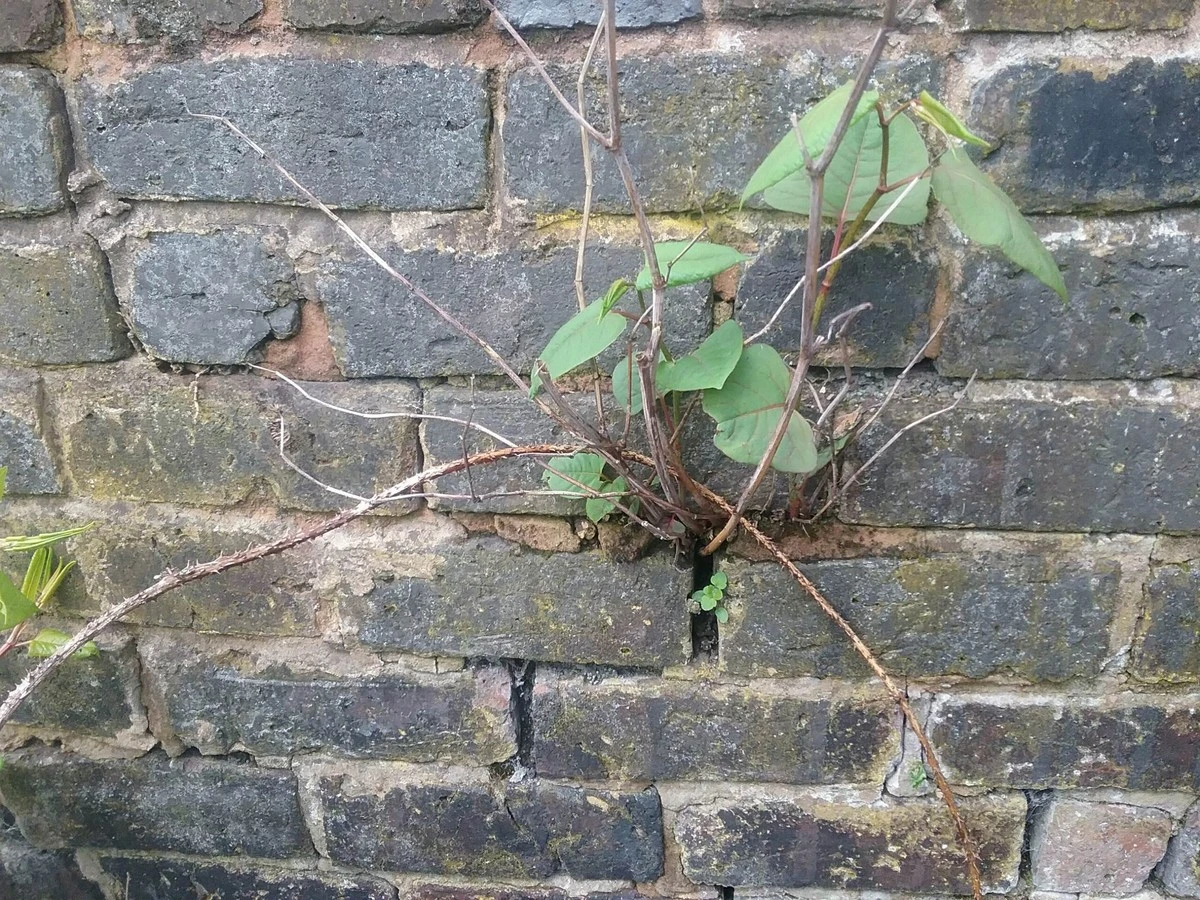 Cimientos en peligro por la Fallopia japonica: la lección de Ontario llega a España - image 1