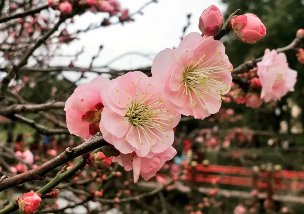 Ciruelo japonés (Prunus salicina): el árbol de raíces no agresivas para tu jardín